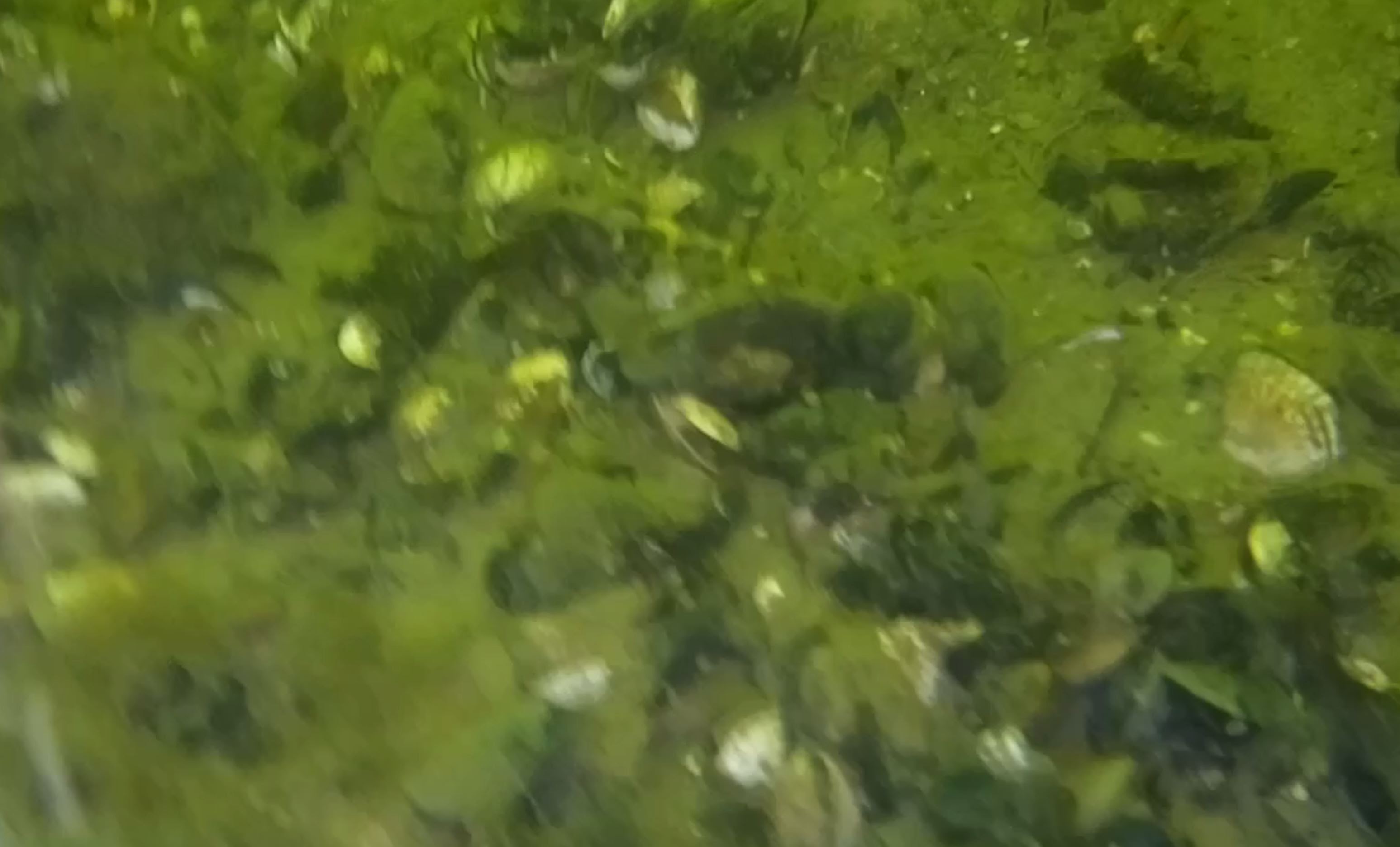 Underwater camera capture.