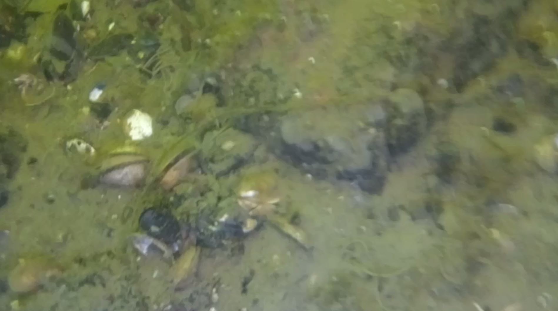 Underwater camera capture 2.